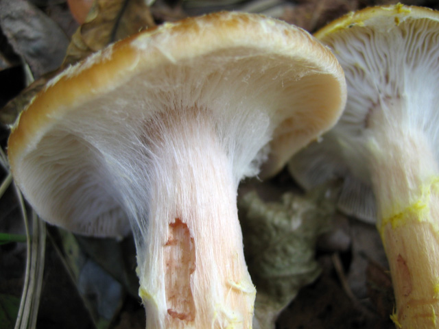 Il Genere Armillaria